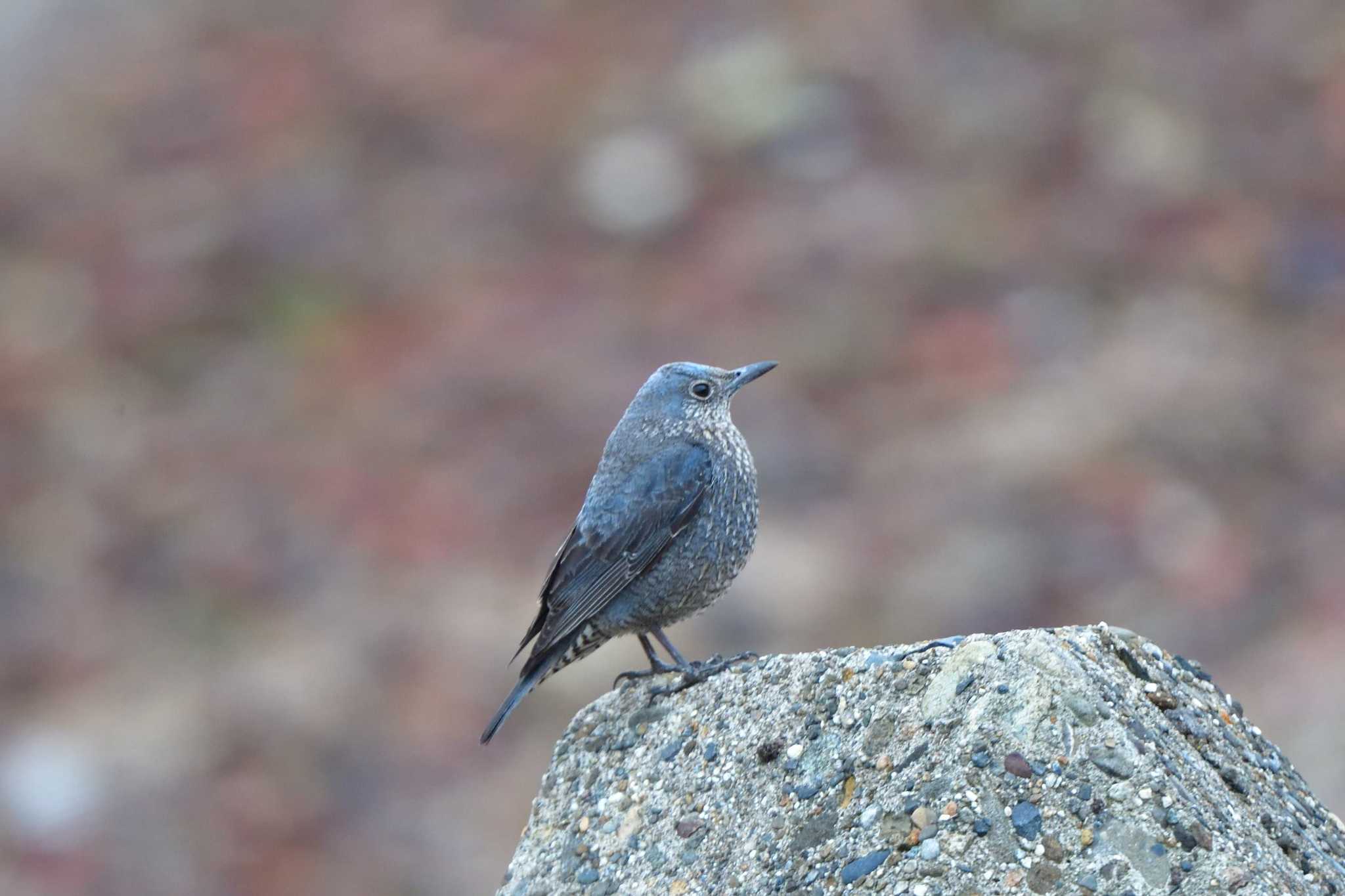 Blue Rock Thrush