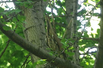 Japanese Night Heron 大阪府大阪市 Fri, 5/4/2018