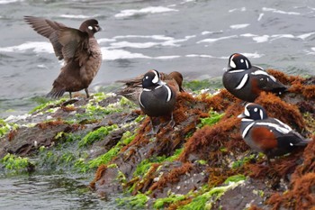 2023年3月2日(木) 平磯海岸の野鳥観察記録