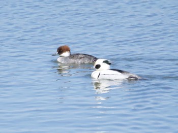 2023年3月3日(金) 砂沼広域公園の野鳥観察記録