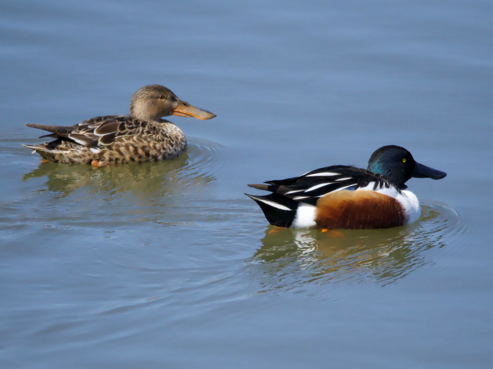 砂沼広域公園 ハシビロガモの写真