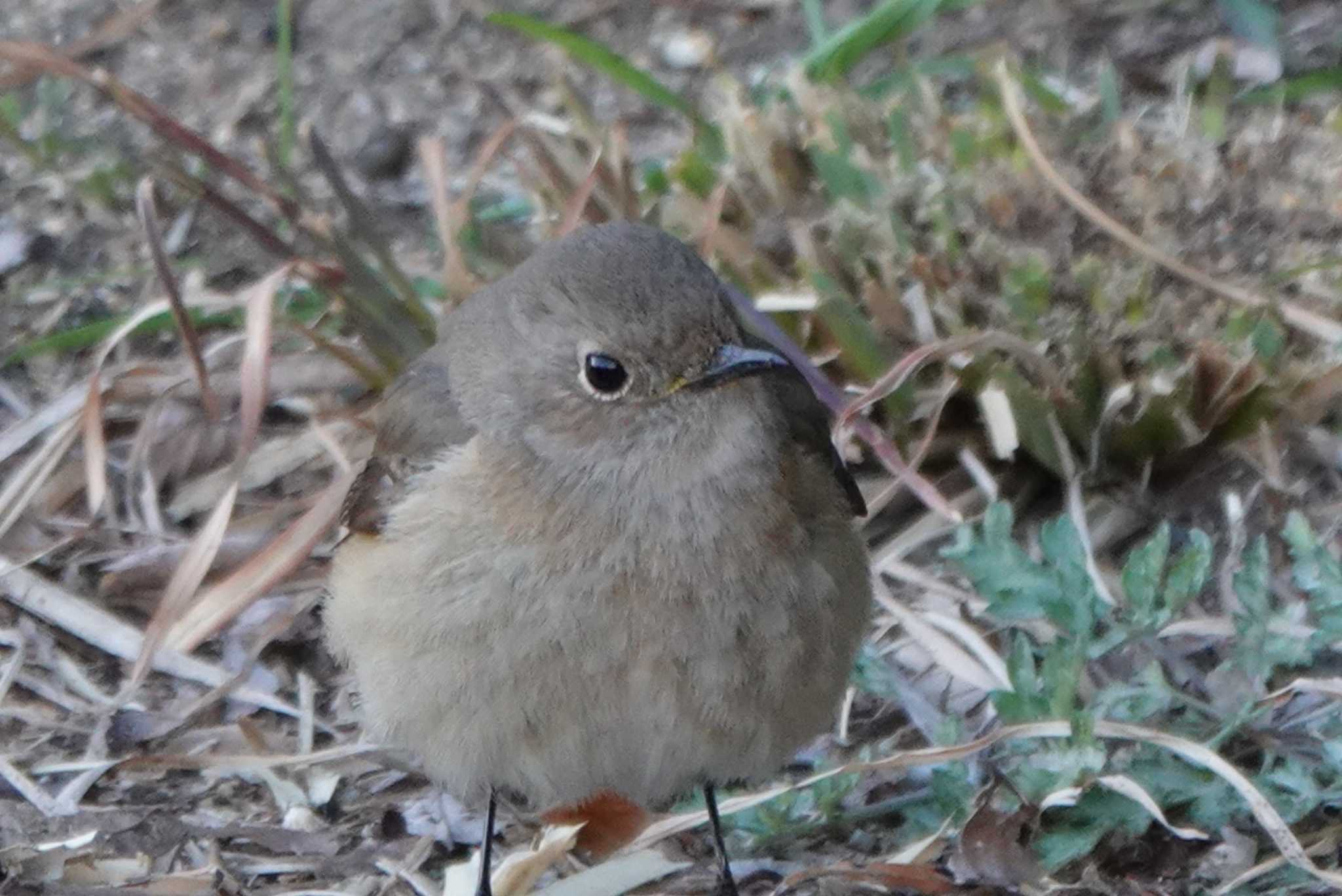 大阪南港野鳥園 ジョウビタキの写真 by テツ