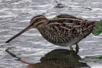 Common Snipe 静岡県 Fri, 3/3/2023