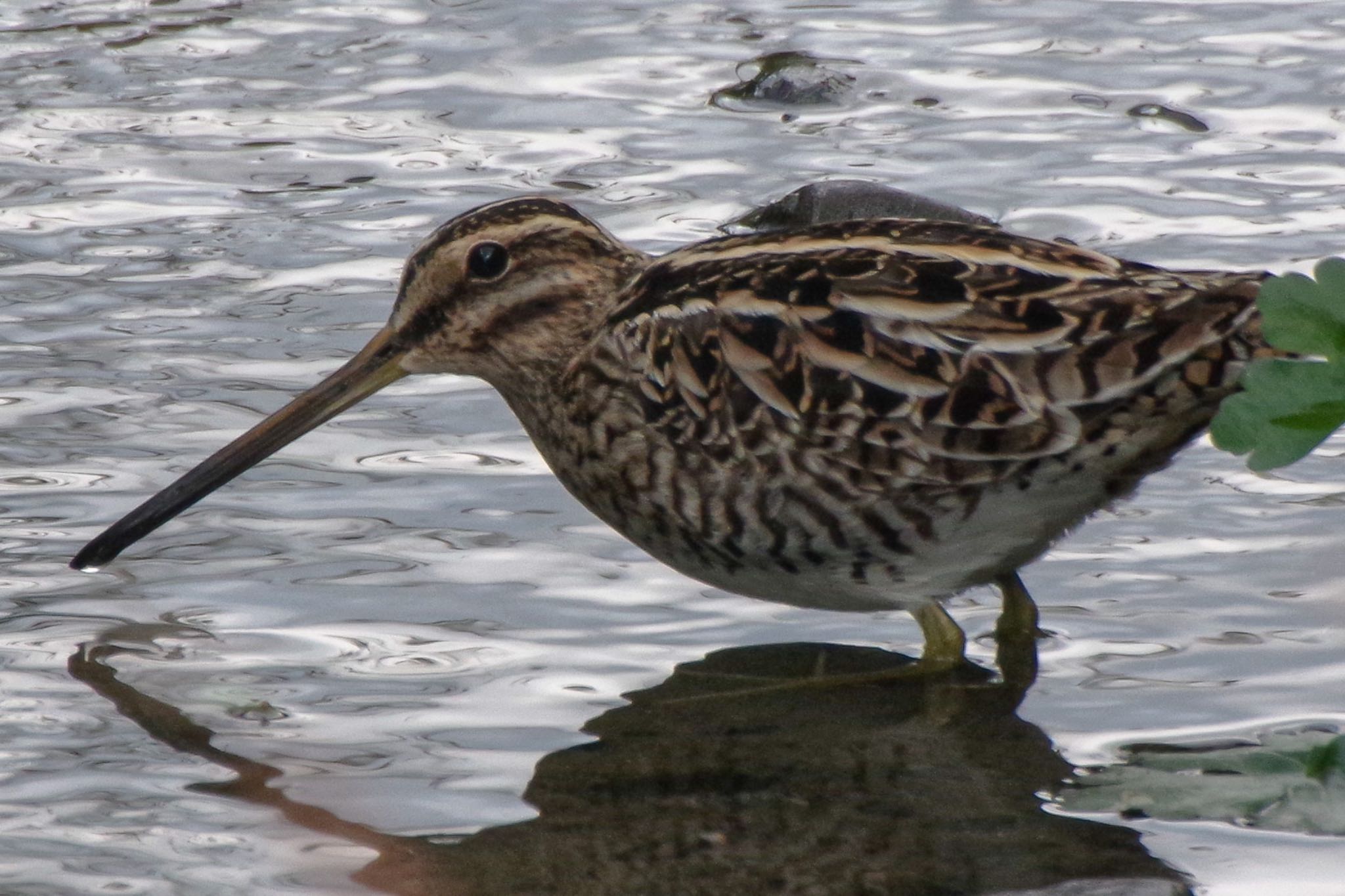 Photo of Common Snipe at 静岡県 by はる