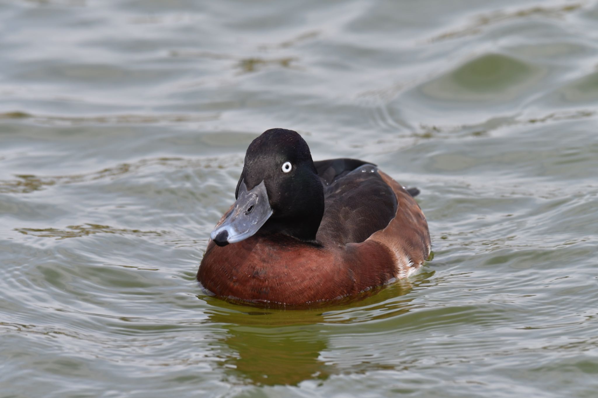 Baer's Pochard