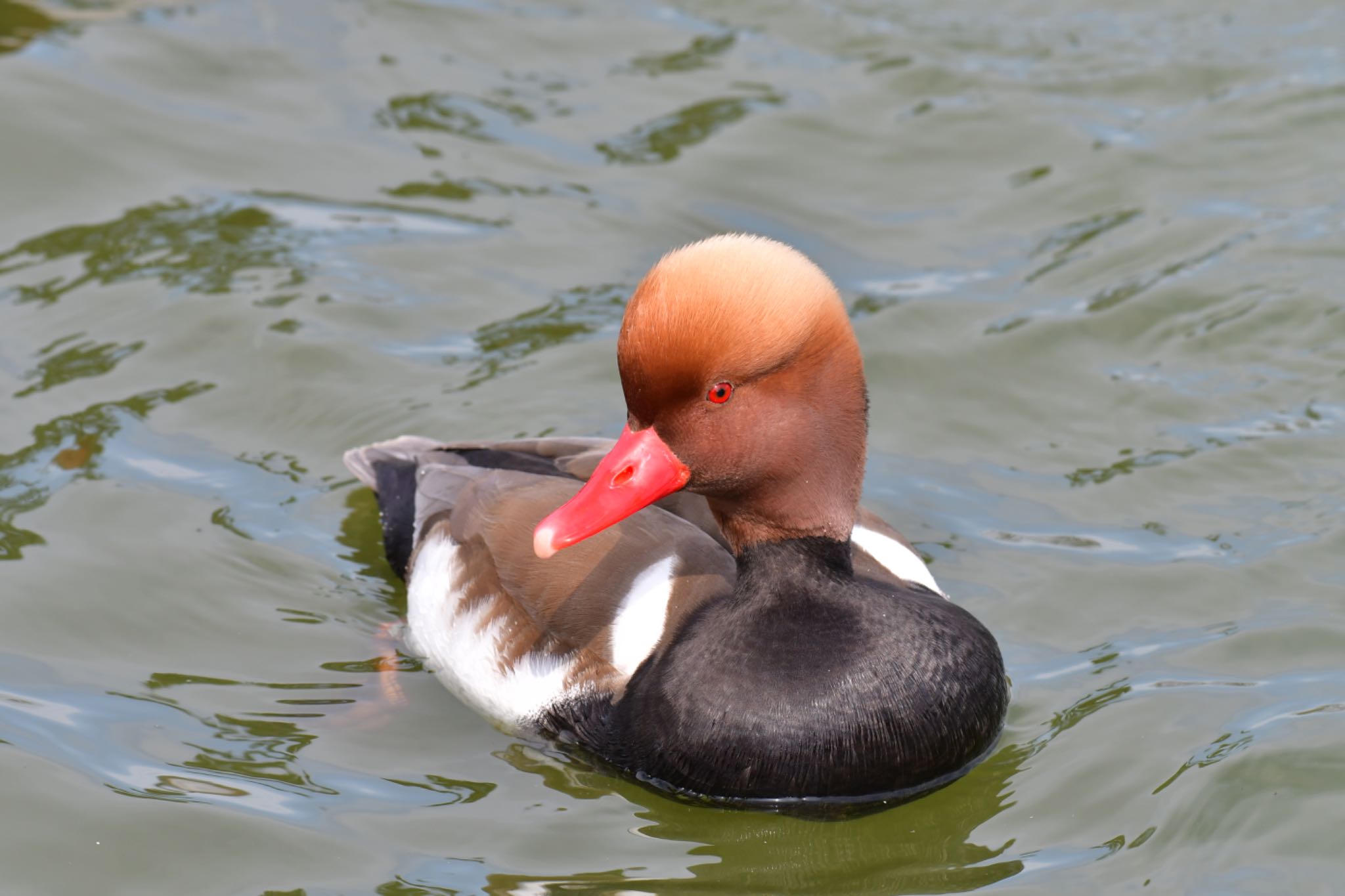 弁天池公園(大阪府門真市) アカハシハジロの写真