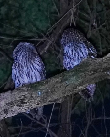 Ural Owl Unknown Spots Fri, 3/3/2023