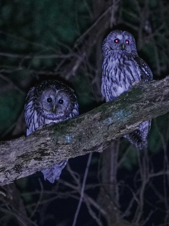 Ural Owl Unknown Spots Fri, 3/3/2023