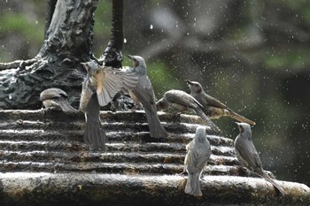 Brown-eared Bulbul Imperial Palace Wed, 3/1/2023