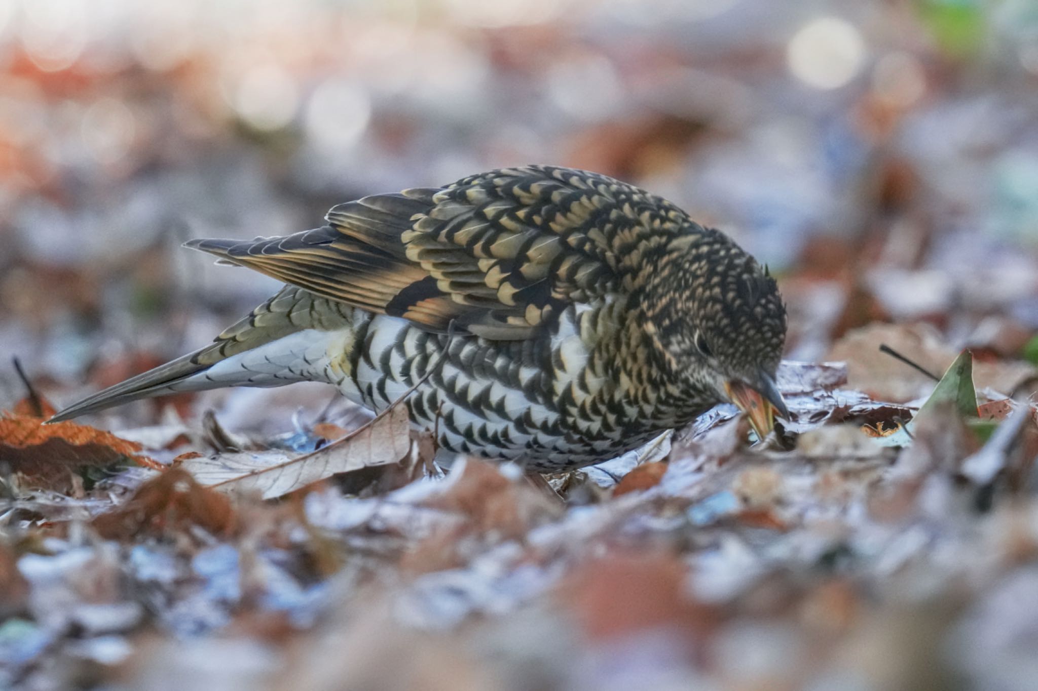 トラツグミ