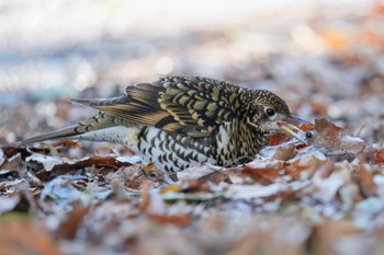 White's Thrush Akigase Park Sat, 2/11/2023