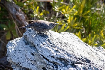 Blue Rock Thrush 山口県下松市はなぐり海岸 Fri, 3/3/2023