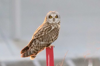 Short-eared Owl 江戸川(三郷) Thu, 2/23/2023