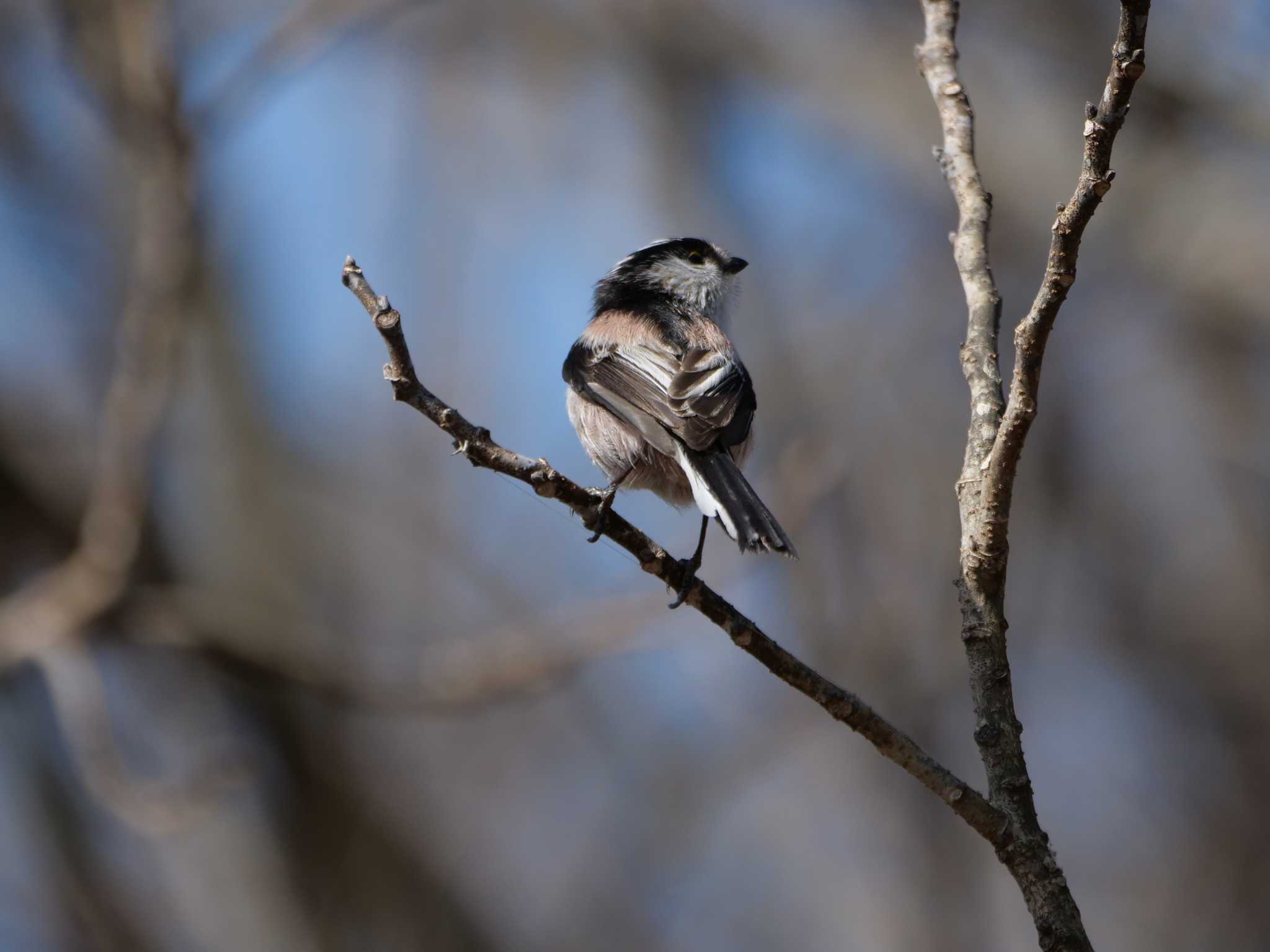 埼玉県 エナガの写真 by little birds