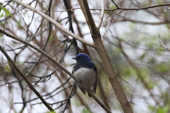 Blue-and-white Flycatcher Miharashi Park(Hakodate) Sat, 5/5/2018