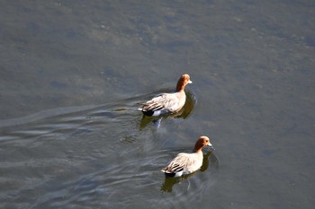 Eurasian Wigeon 自宅(名古屋市) Sat, 3/4/2023