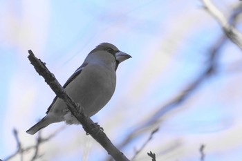 Hawfinch Showa Kinen Park Wed, 1/4/2023