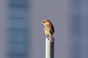 Bull-headed Shrike Showa Kinen Park Sat, 1/7/2023