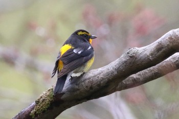 キビタキ 北海道 函館市 見晴公園 2018年5月5日(土)