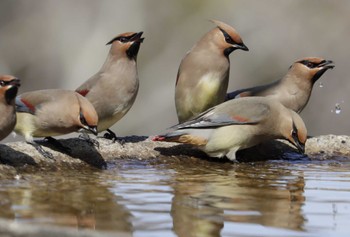 Japanese Waxwing 和歌山城公園 Wed, 3/1/2023