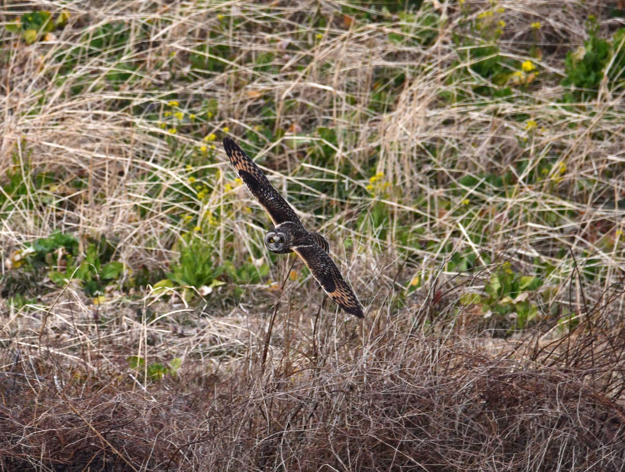 埼玉県 熊谷市 荒川河川敷 コミミズクの写真 by のぶ