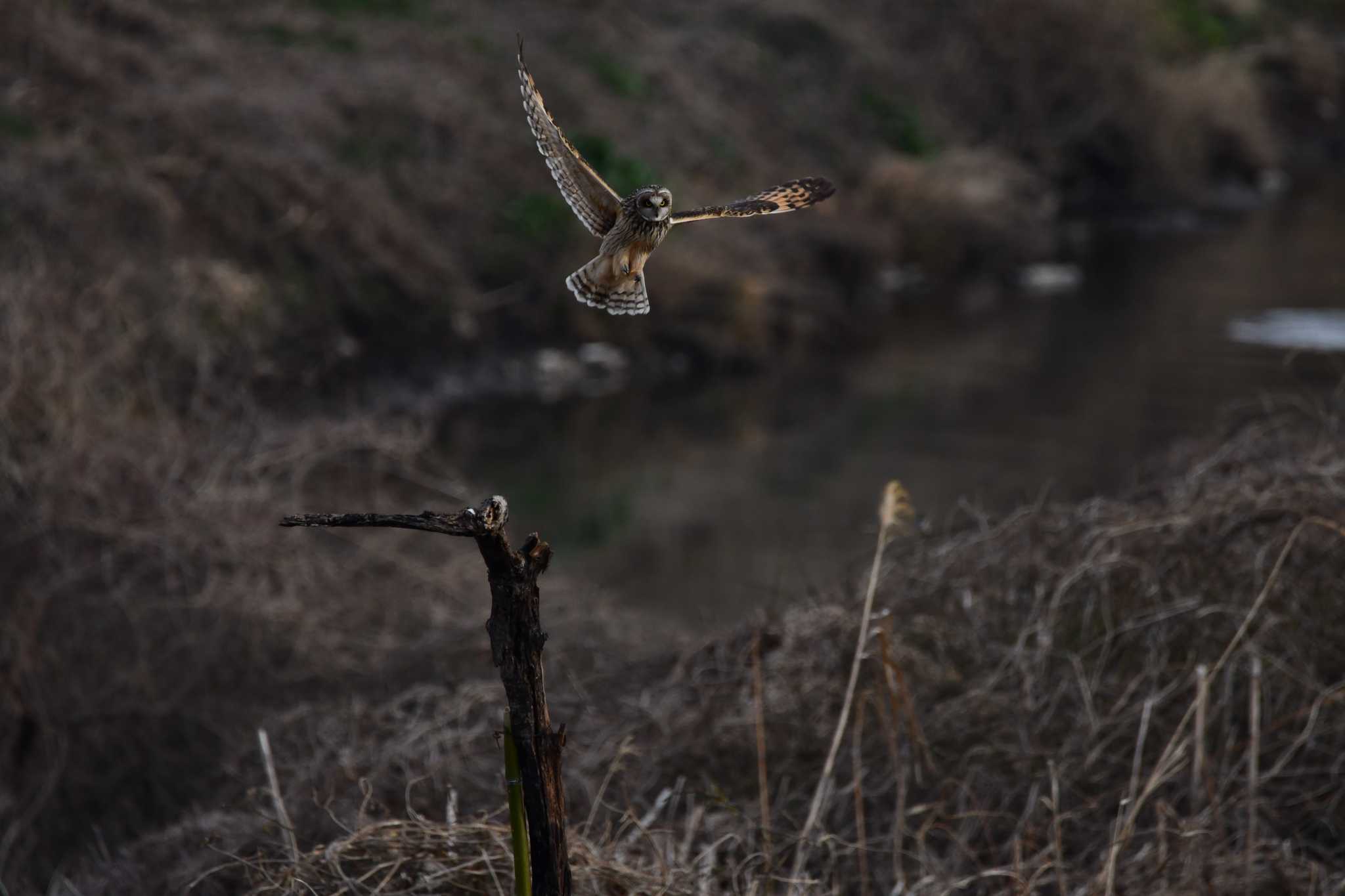 埼玉県 熊谷市 荒川河川敷 コミミズクの写真 by のぶ