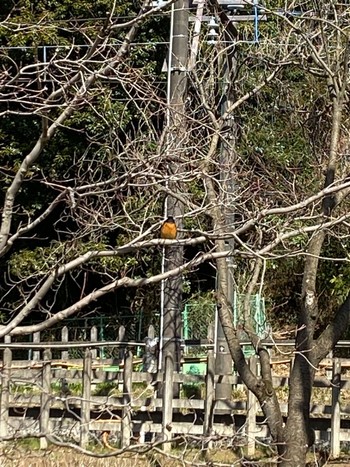 Daurian Redstart 北山公園 Sat, 3/4/2023