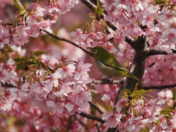 メジロ 焼津市瀬戸川 2023年3月4日(土)