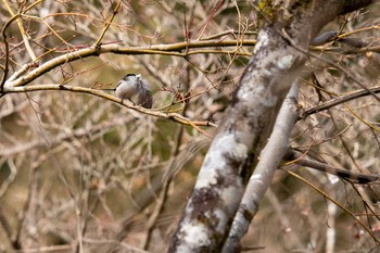 エナガ 京都府立植物園 2023年3月4日(土)