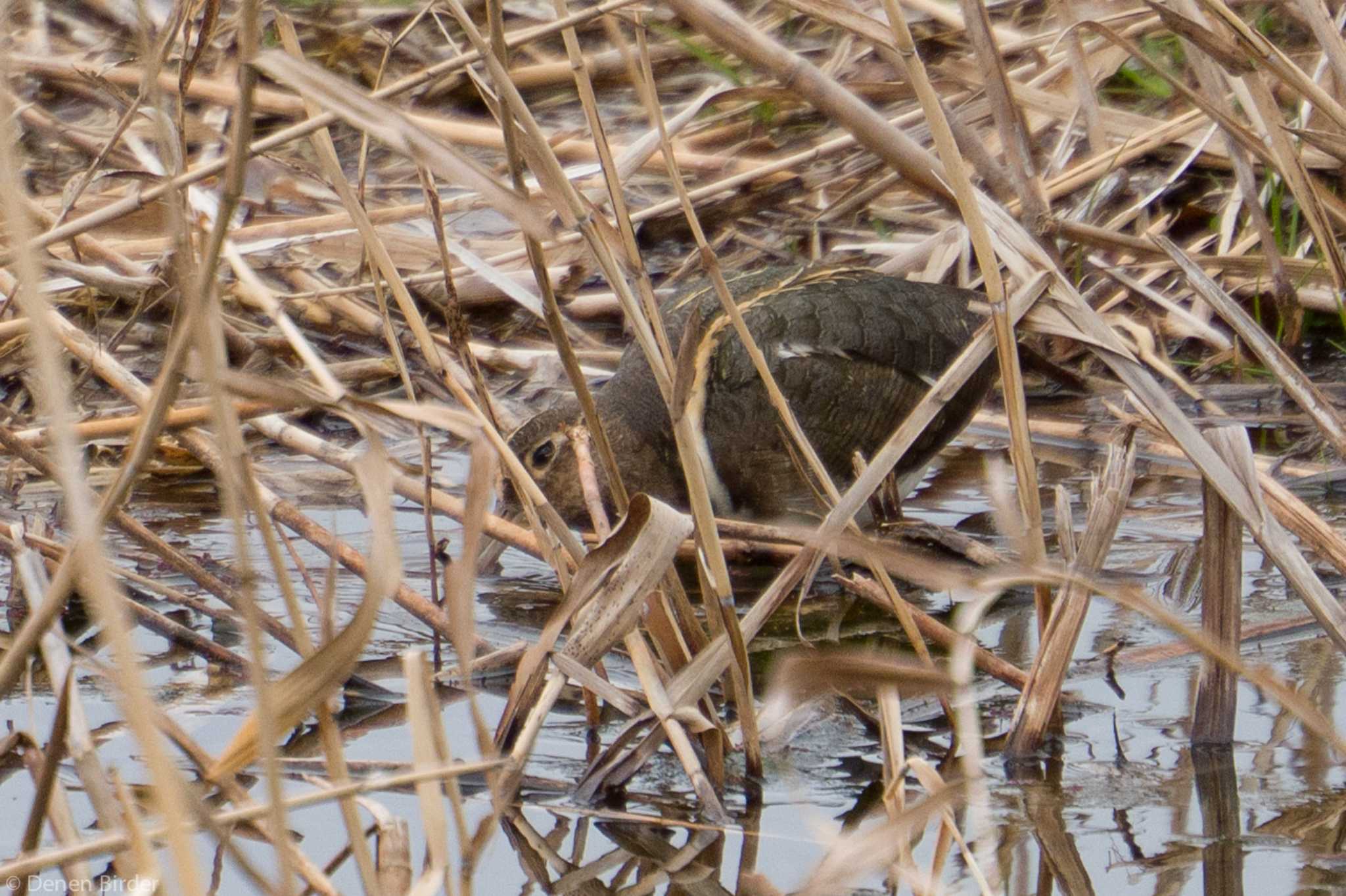 水元公園 タマシギの写真 by 田園Birder