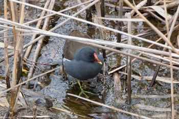 Common Moorhen Toneri Park Sat, 2/25/2023