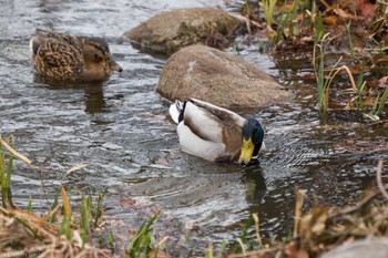 マガモ 舎人公園 2023年2月25日(土)