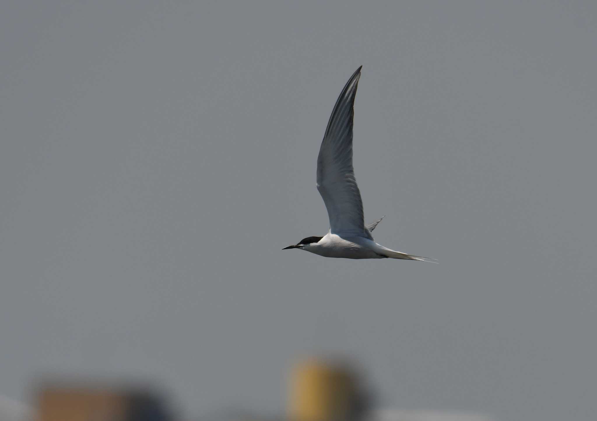 Photo of Common Tern at Kasai Rinkai Park by あひる