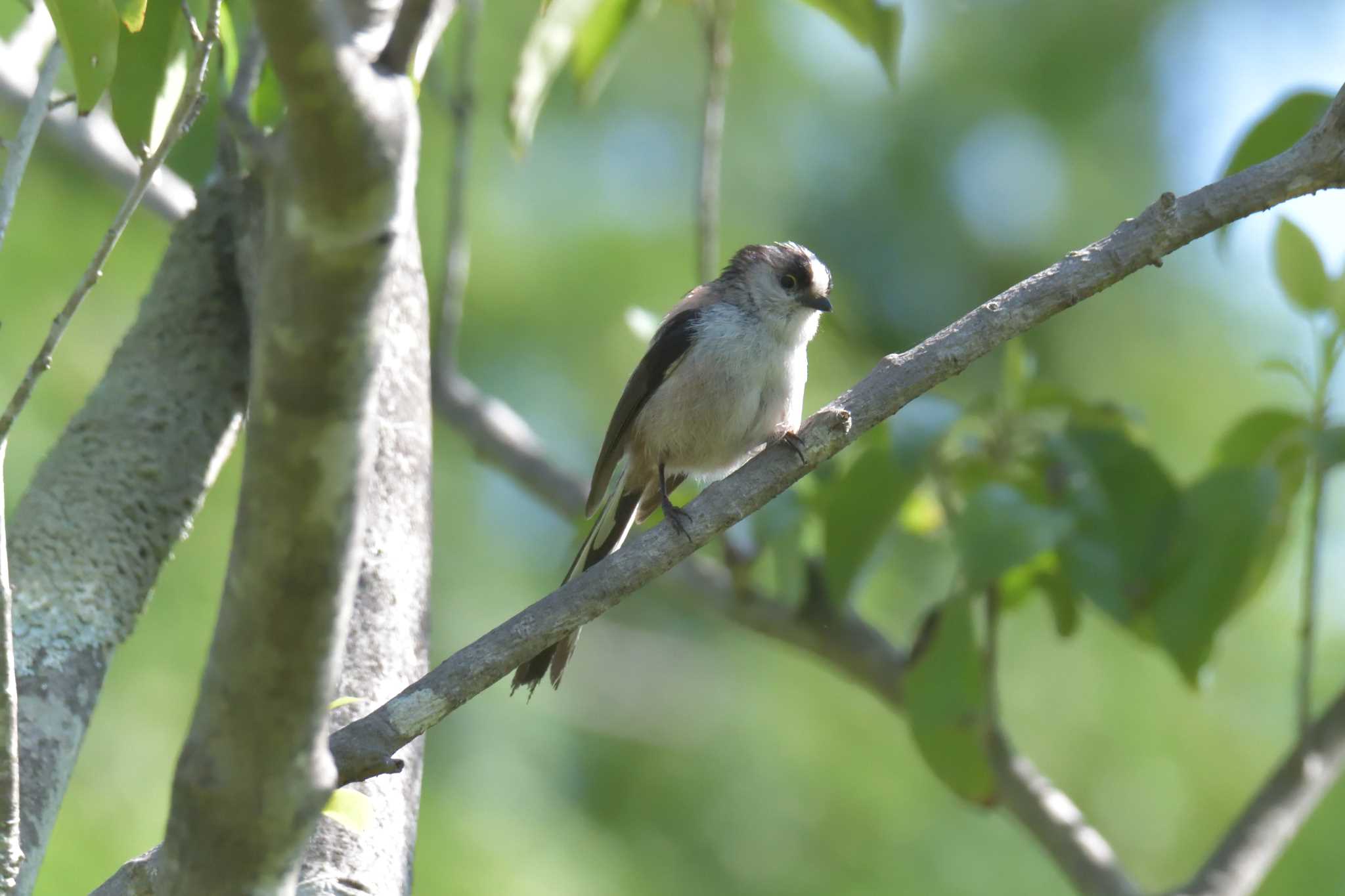 Photo of Long-tailed Tit at Mie-ken Ueno Forest Park by masatsubo