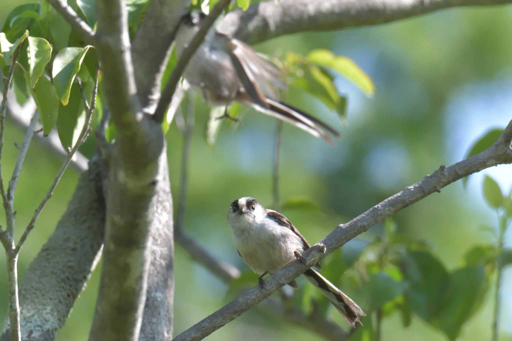 Long-tailed Tit