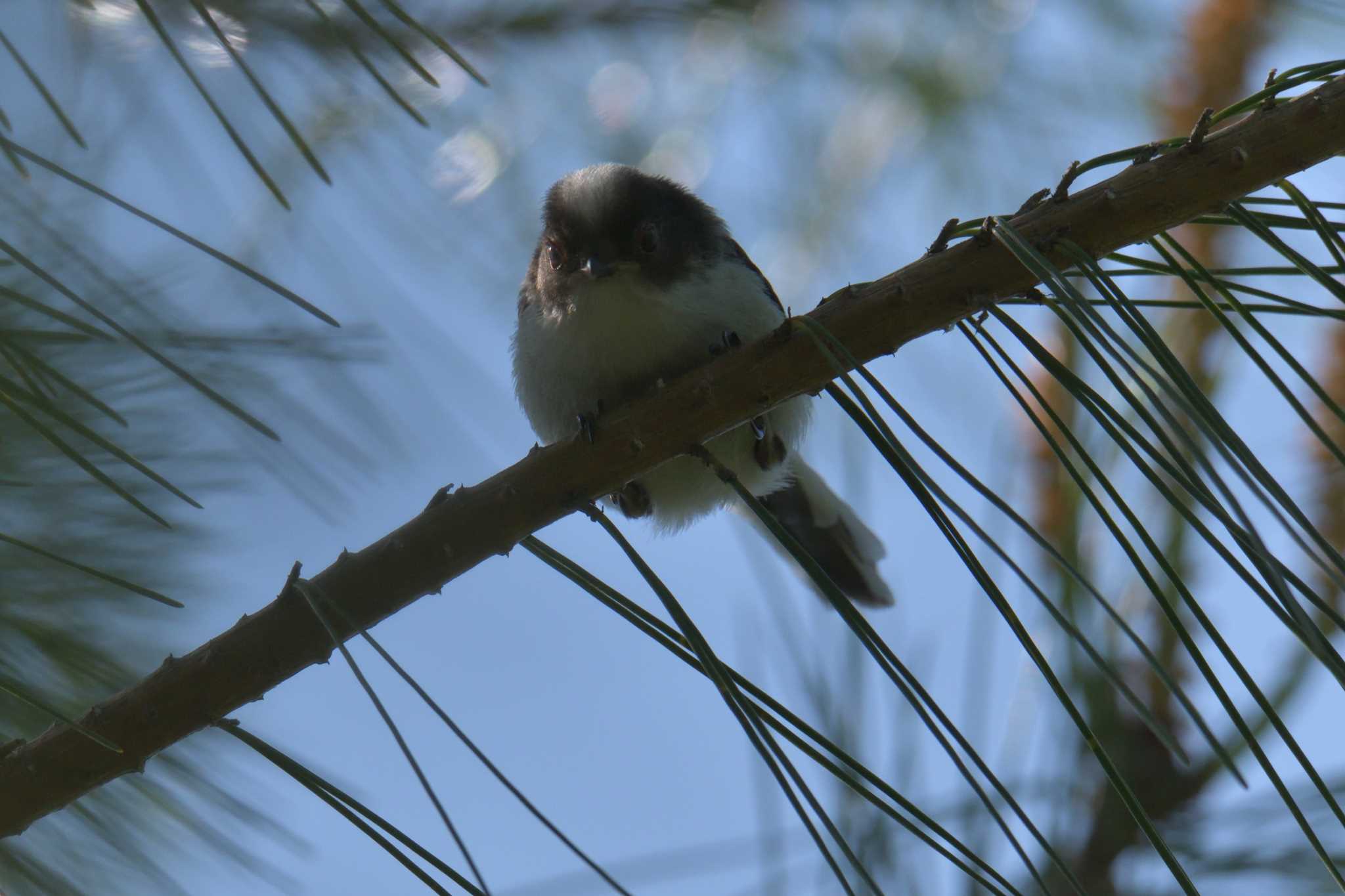 Long-tailed Tit