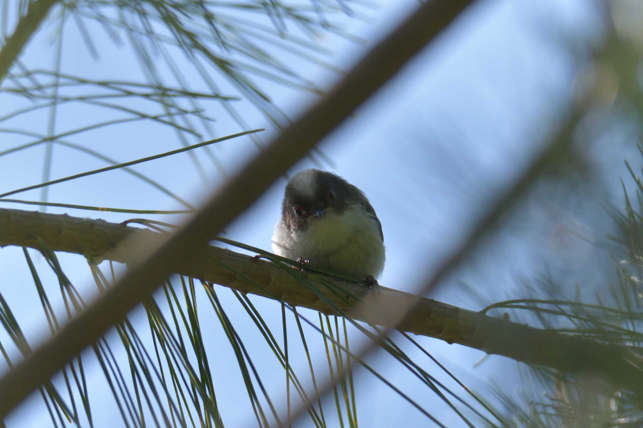 Long-tailed Tit