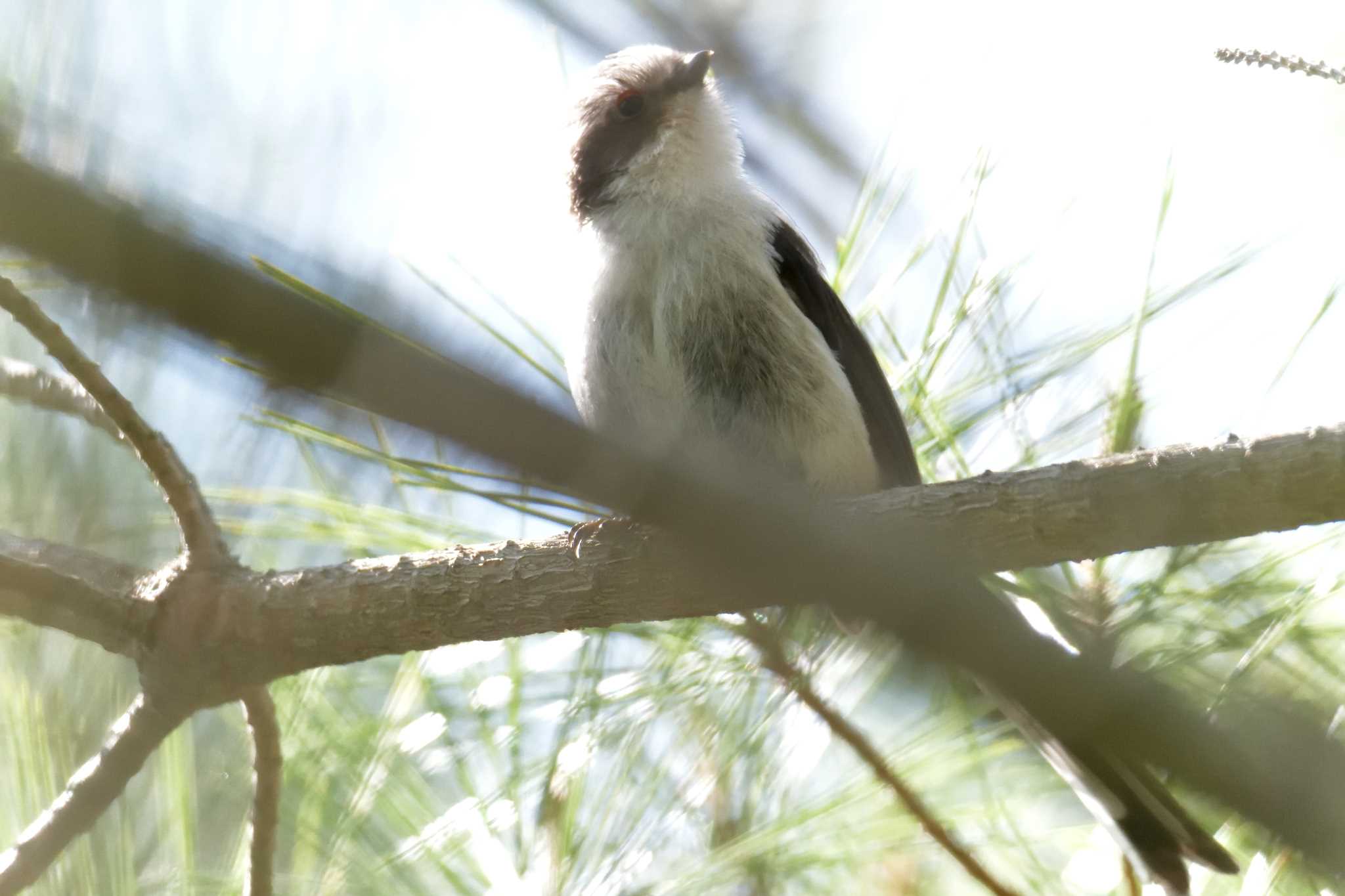 Long-tailed Tit