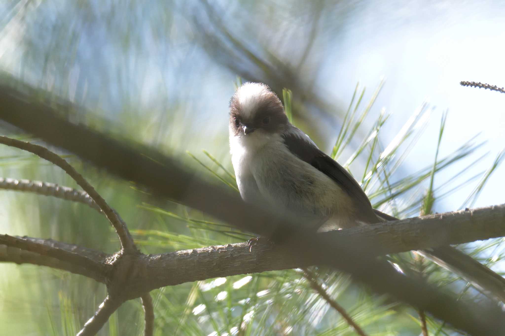 Long-tailed Tit