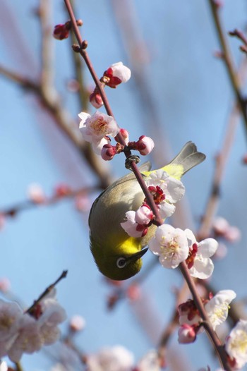 Warbling White-eye Osaka Tsurumi Ryokuchi Sat, 3/4/2023