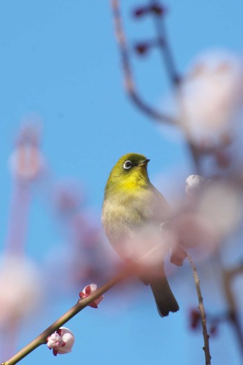 Warbling White-eye Osaka Tsurumi Ryokuchi Sat, 3/4/2023