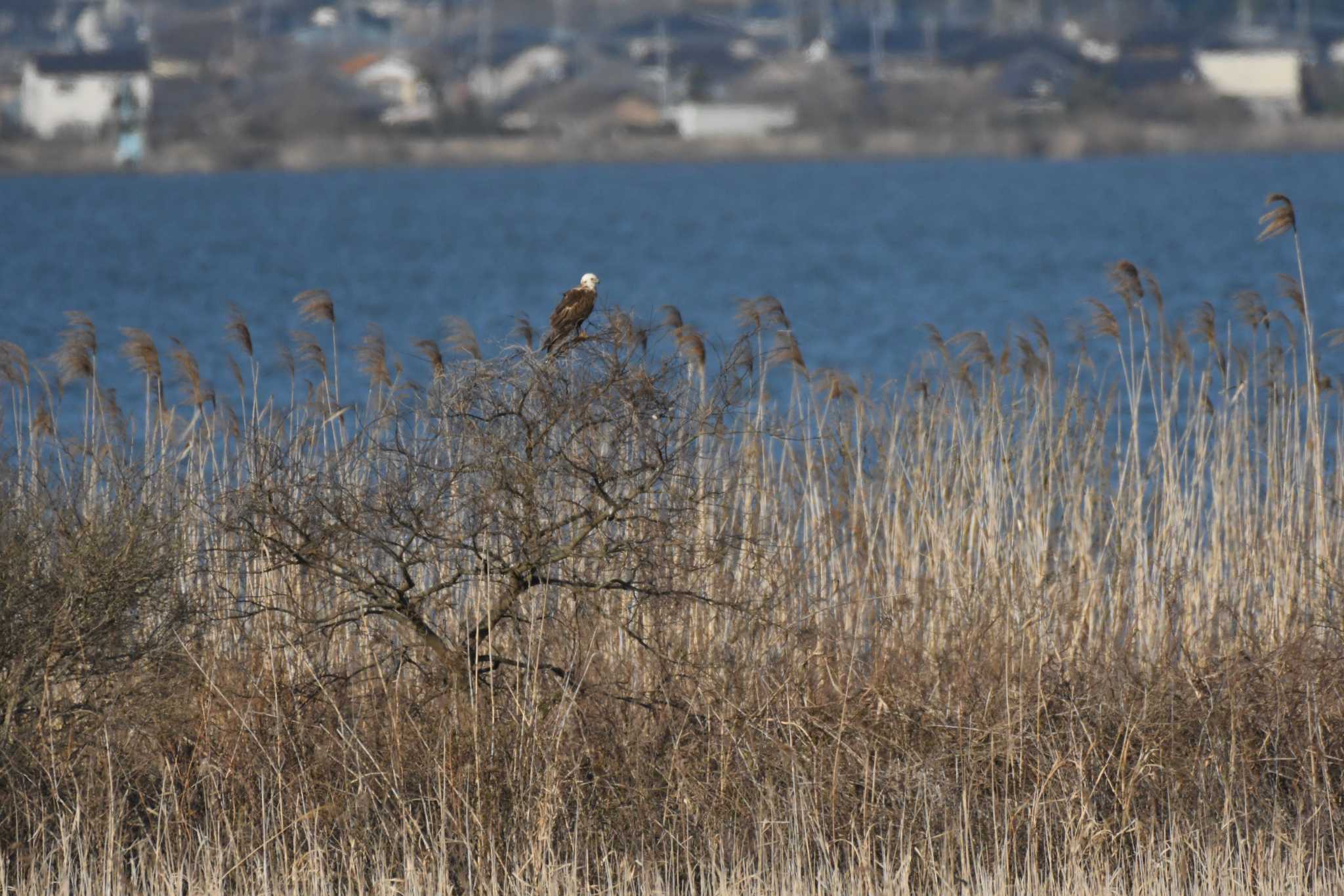 Eastern Marsh Harrier