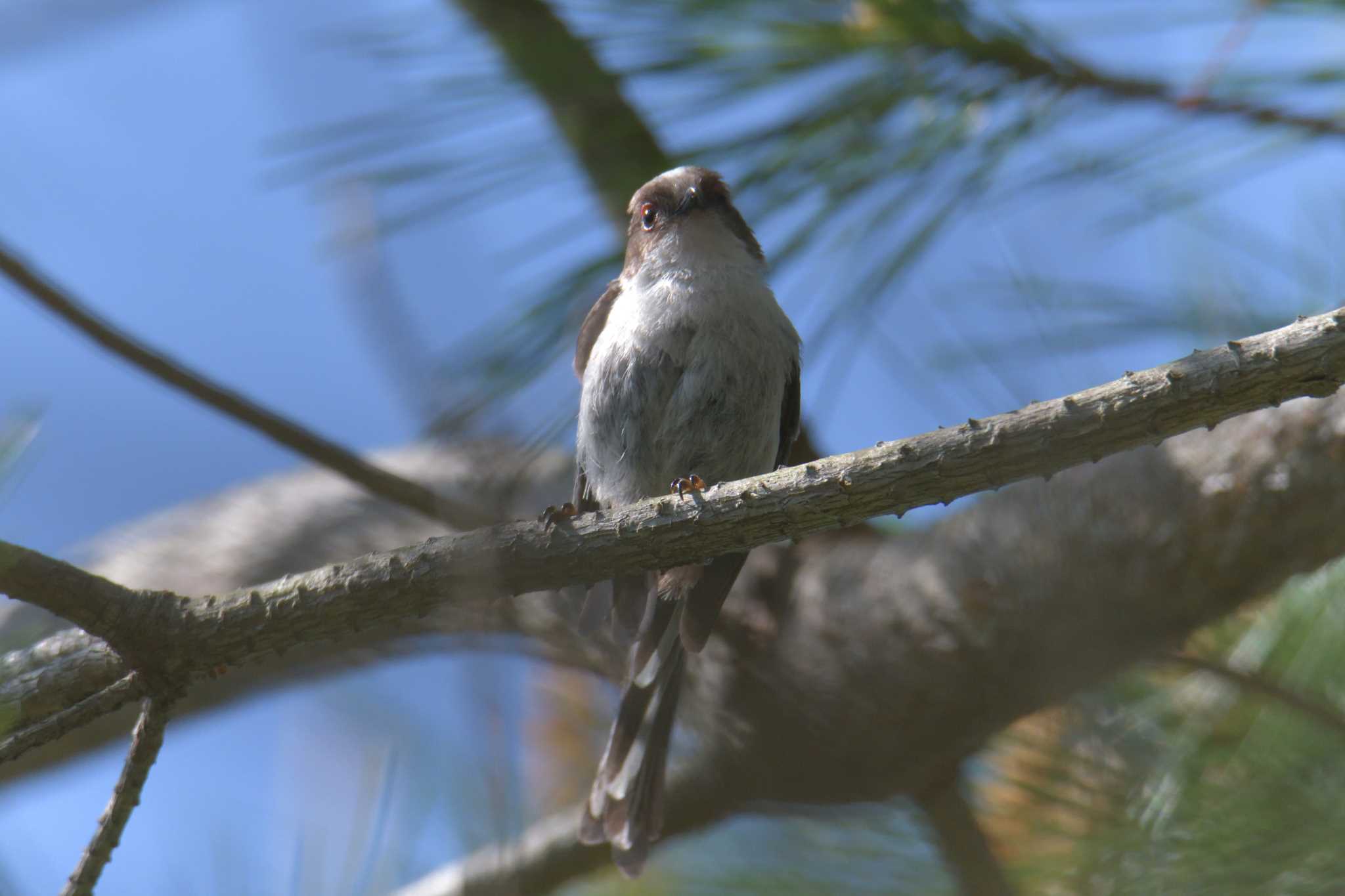 Long-tailed Tit