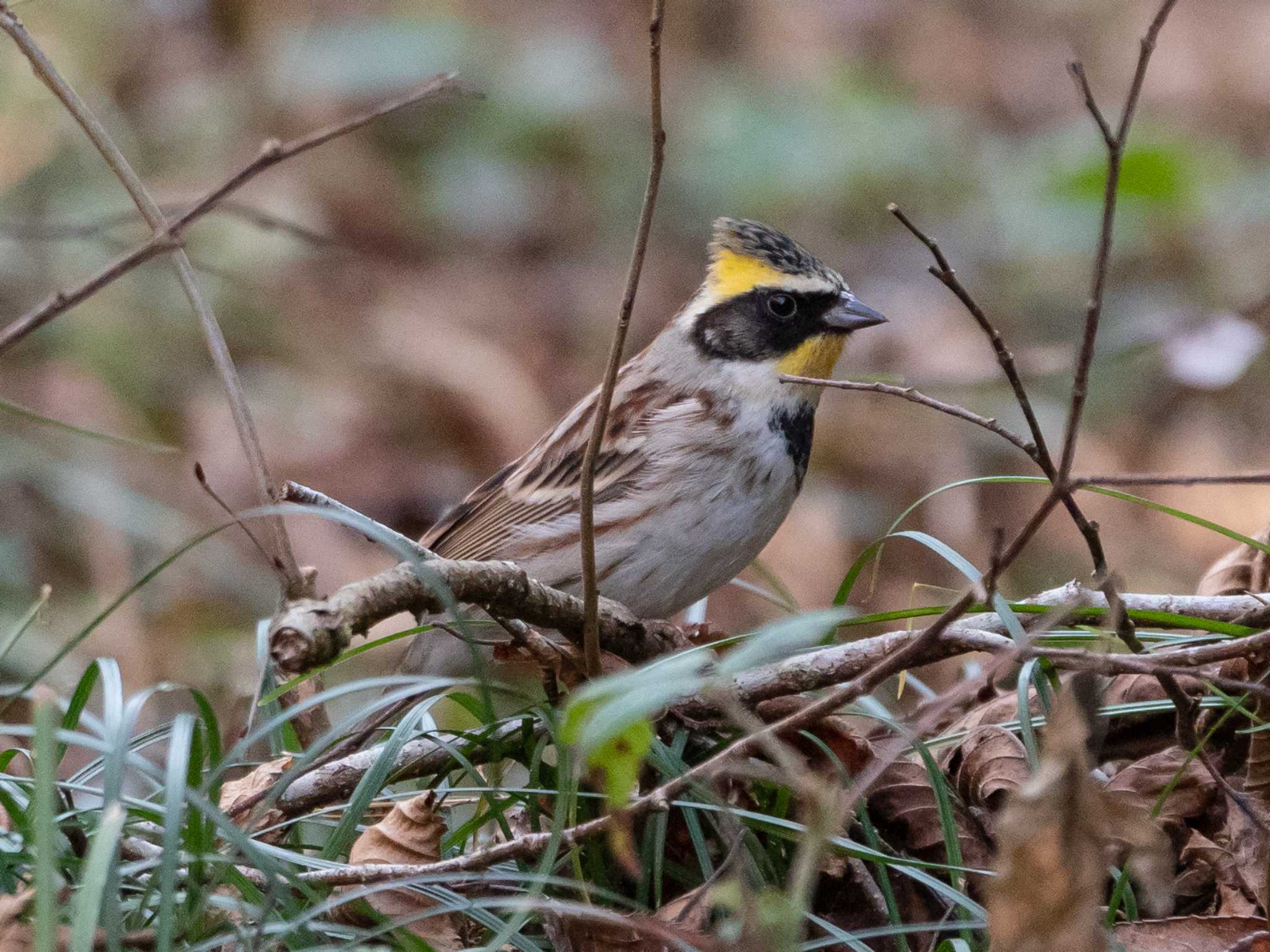 Photo of Yellow-throated Bunting at 多摩森林科学園 by ふなきち