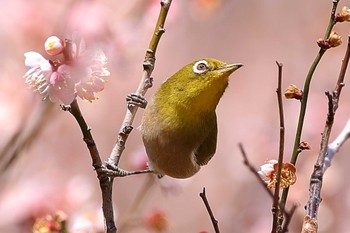 Warbling White-eye じゅん菜池緑地(千葉県) Sat, 3/4/2023