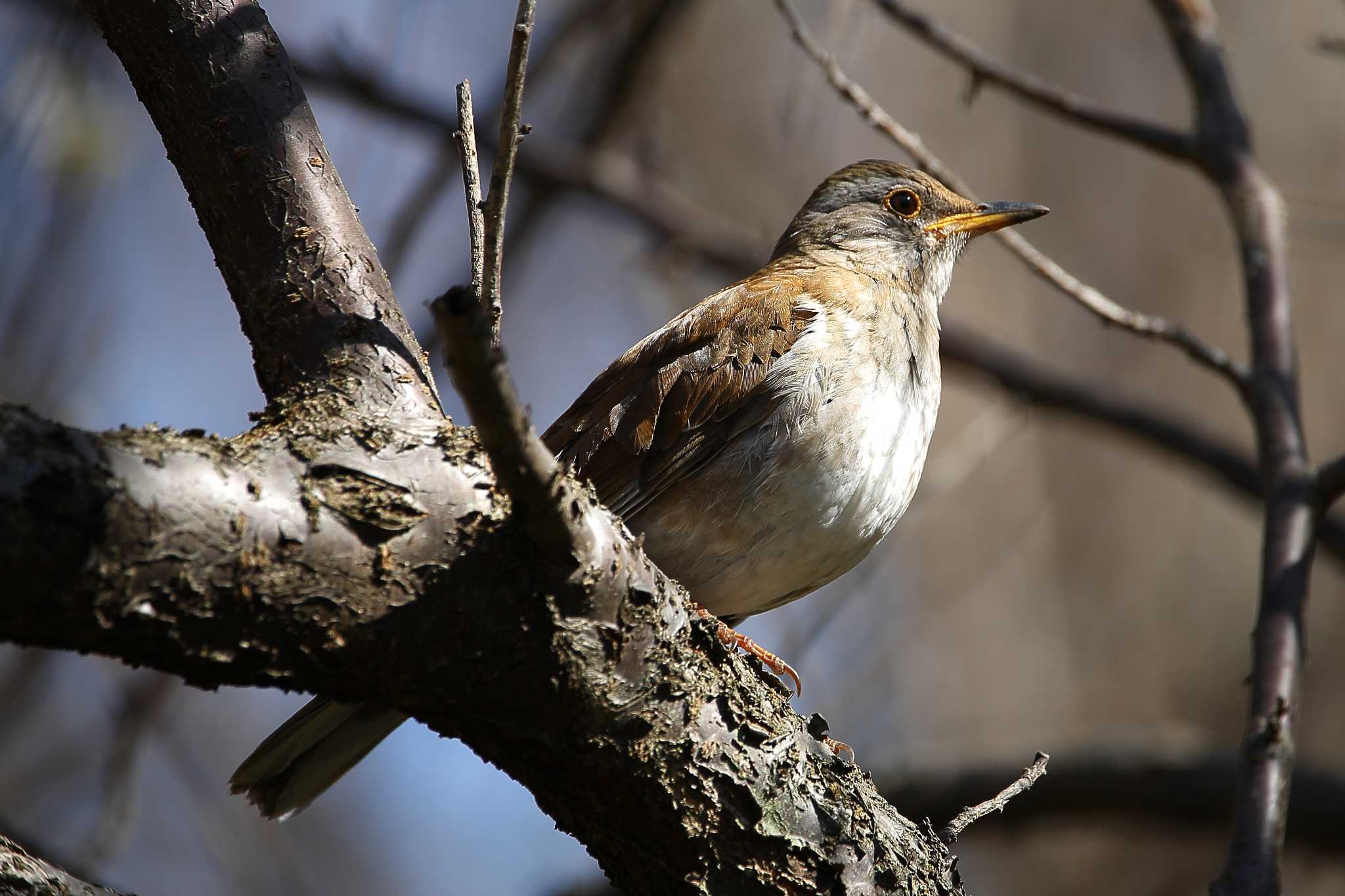 Photo of Pale Thrush at じゅん菜池緑地(千葉県) by uraku