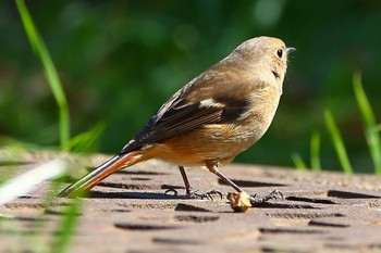 ジョウビタキ じゅん菜池緑地(千葉県) 2023年3月4日(土)