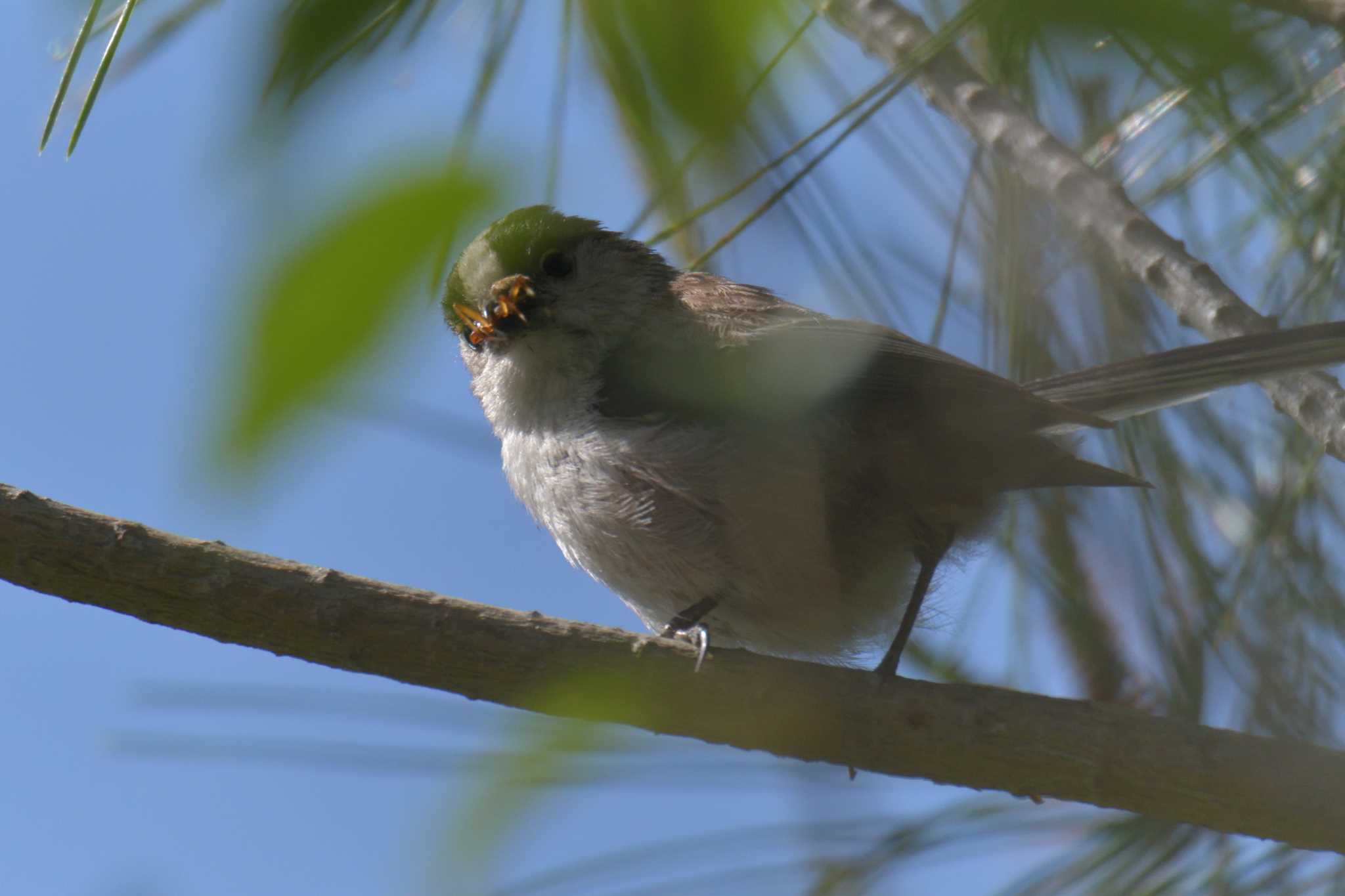 Long-tailed Tit