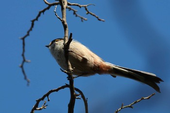 エナガ じゅん菜池緑地(千葉県) 2023年3月4日(土)