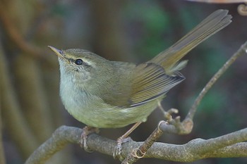 Japanese Bush Warbler じゅん菜池緑地(千葉県) Sat, 3/4/2023